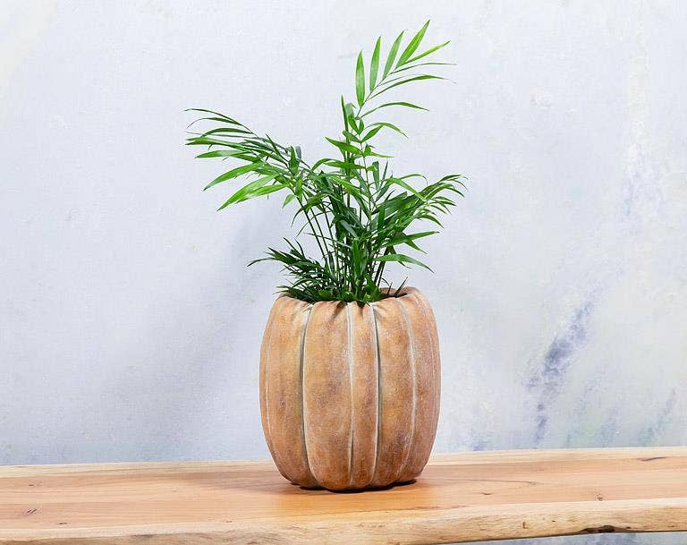 Cement Pumpkin Planter: Large Low (6.5"W)