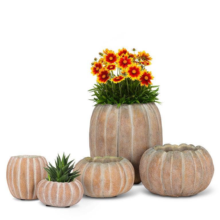 Cement Pumpkin Planter: Large Low (6.5"W)