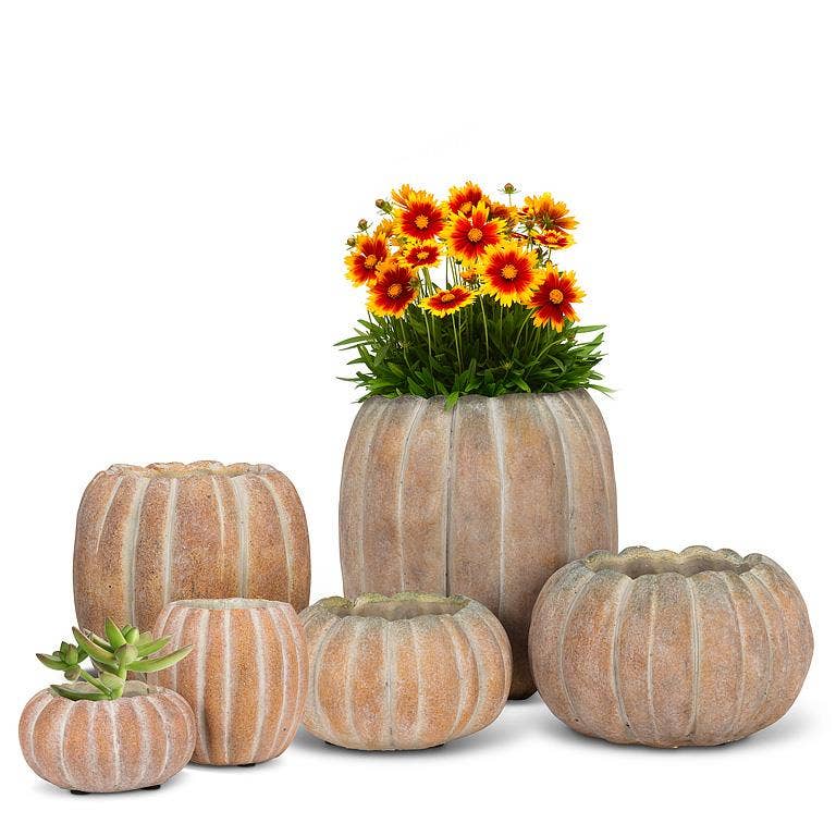 Cement Pumpkin Planter: Large Low (6.5"W)