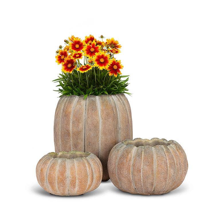 Cement Pumpkin Planter: Large Low (6.5"W)