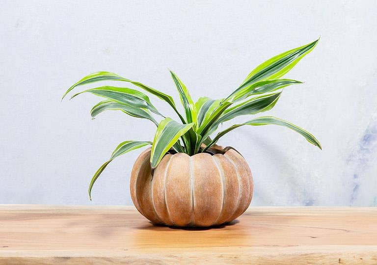 Cement Pumpkin Planter: Large Low (6.5"W)